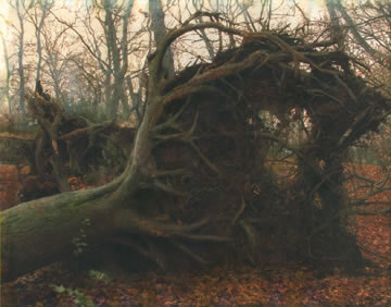 Burnham Beeches tree fall after the storm